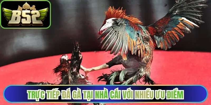 Trực tiếp đá gà tại nhà cái với nhiều ưu điểm