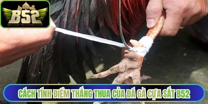 Cách tính điểm thắng thua của đá gà cựa sắt B52