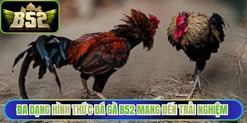 Đa dạng hình thức đá gà B52 mang đến trải nghiệm