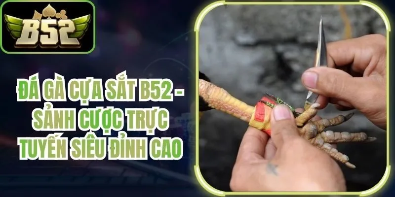 Đá Gà Cựa Sắt B52 - Sảnh Cược Trực Tuyến Siêu Đỉnh Cao