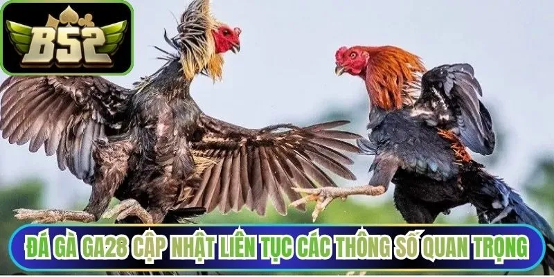 Đá gà GA28 cập nhật liên tục các thông số quan trọng