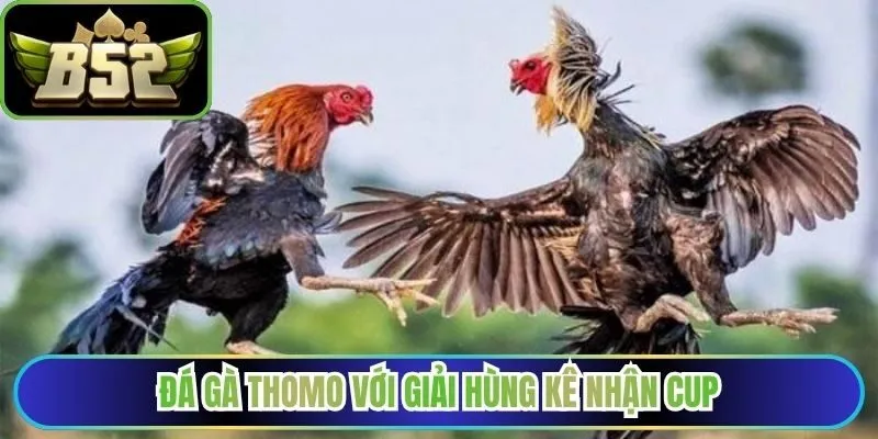 Đá gà Thomo với giải hùng kê nhận cup