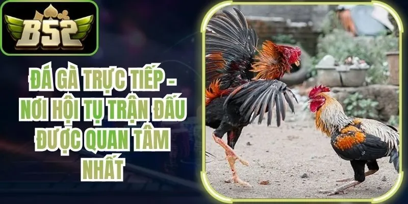 Đá Gà Trực Tiếp – Nơi Hội Tụ Trận Đấu Được Quan Tâm Nhất