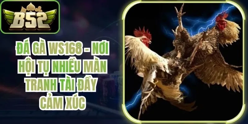 Đá Gà WS168 – Nơi Hội Tụ Nhiều Màn Tranh Tài Đầy Cảm Xúc