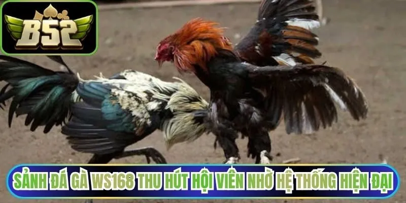 Sảnh đá gà WS168 thu hút hội viên nhờ hệ thống hiện đại