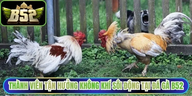 Thành viên tận hưởng không khí sôi động tại đá gà B52