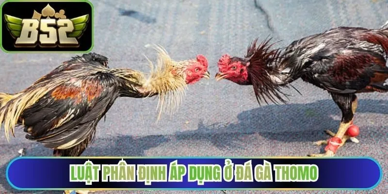 Luật phân định áp dụng ở đá gà Thomo