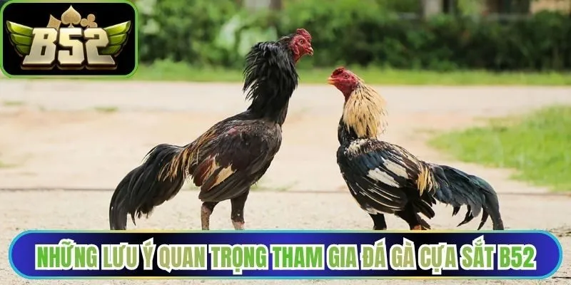 Những lưu ý quan trọng khi tham gia đá gà cựa sắt B52