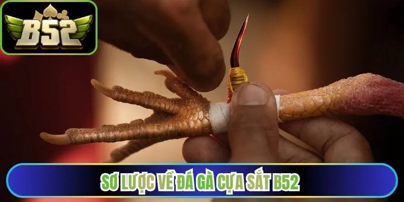Sơ lược về đá gà cựa sắt B52