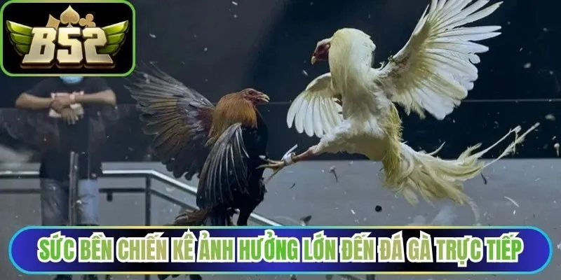 Sức bền chiến kê ảnh hưởng lớn đến đá gà trực tiếp