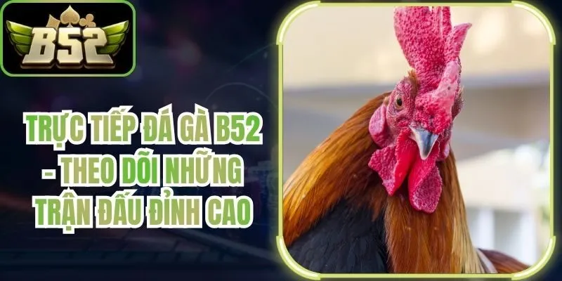 Trực Tiếp Đá Gà B52 - Theo Dõi Những Trận Đấu Đỉnh Cao