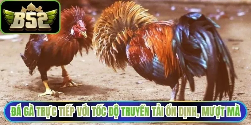 Đá gà trực tiếp với tốc độ truyền tải ổn định, mượt mà